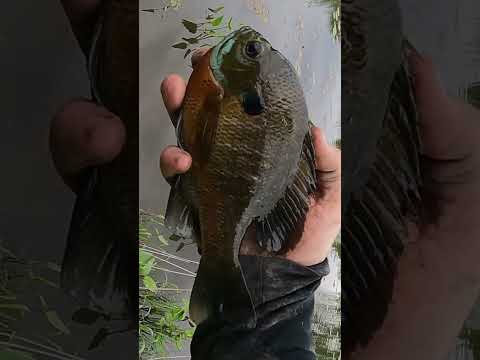 Secret Spot is LOADED With Big Bluegill!