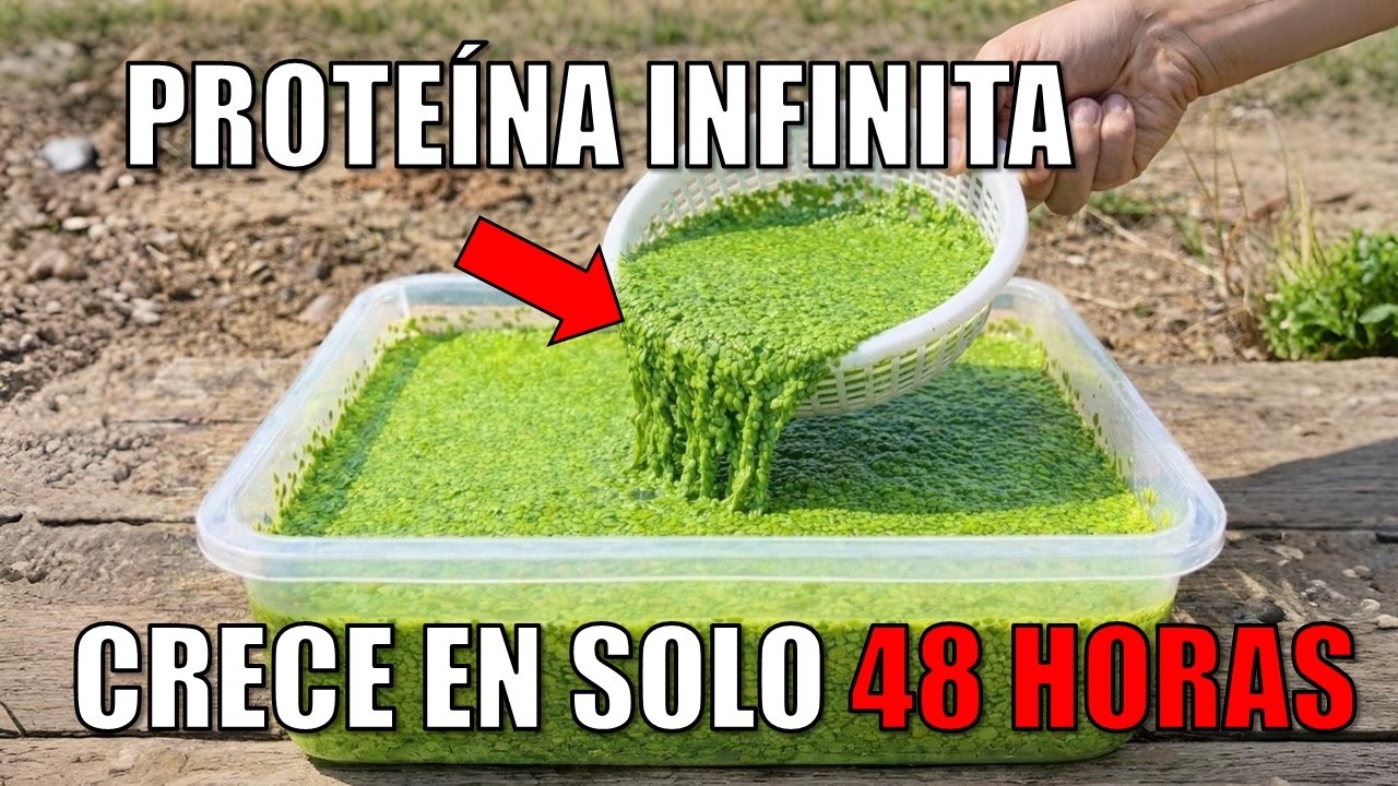 Cultiva Proteína Ilimitada en un Balde. Se Duplica Cada 48 Horas. La Configuración de 5 Minutos.