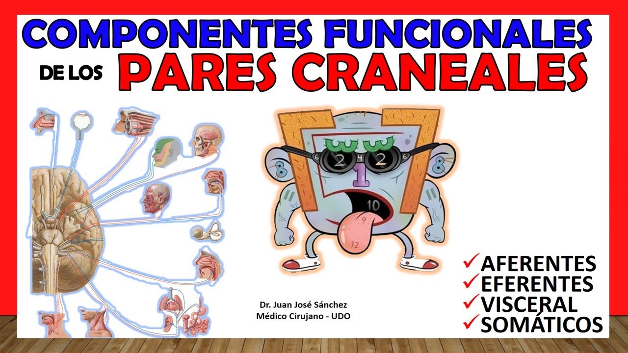 🥇 COMPONENTES FUNCIONALES de los Pares Craneales (Eferente, Aferente