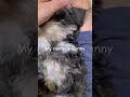 我らの天使 #癒し #犬#天使 #ミニチュアシュナウザー #子犬 #dog #miniatureschnauzer #enjel #puppy