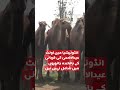 Camels Emerge as New Livestock Experiment Ahead of Eid in Indonesia | Hum News | Pakistan