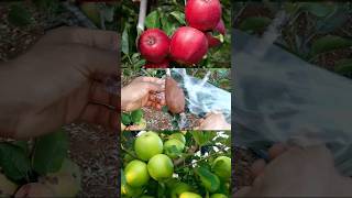 طريقة عبقرية لزراعة التفاح