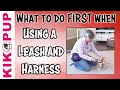 What to do FIRST - Getting Started with Leash Training