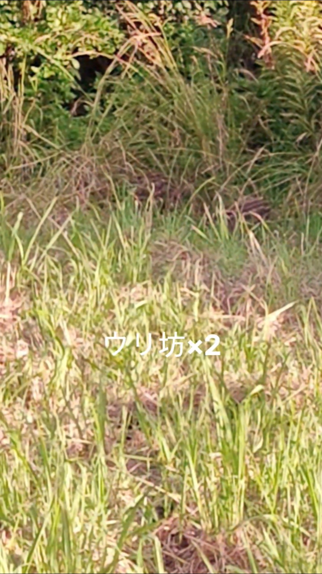 ウリ坊 - YouTube