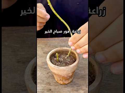 قررت ازرع ورد صباح الخير