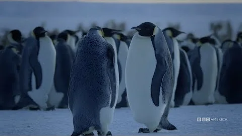 Dynasties: Emperor Penguins | Saturdays at 9pm | BBC America