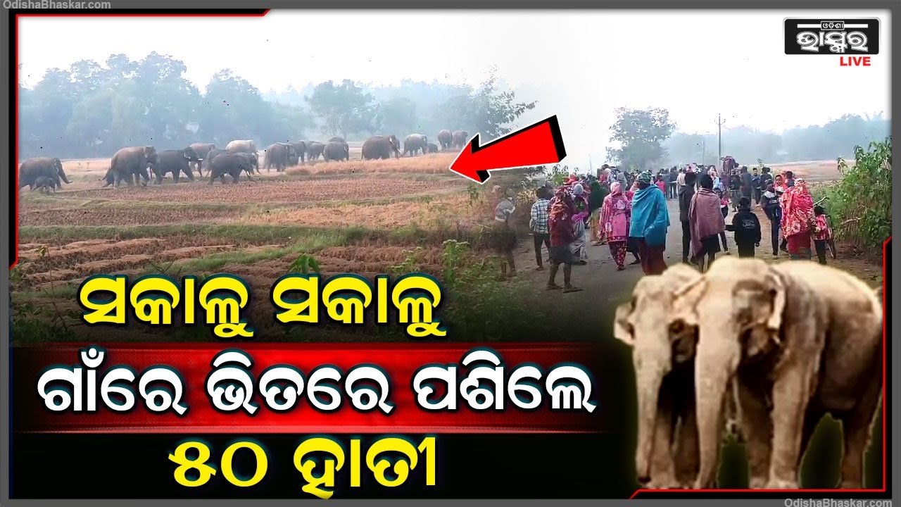 ସକାଳୁ ସକାଳୁ ଗାଁରେ ପଶିଲେ ୫୦ଟି ଝାଡଖଣ୍ଡି ହାତୀ, ଯାହାକୁ ଦେଖିବାକୁ ରାସ୍ତାରେ ଅଟକିଲା ଶହ ଶହ ଗାଡି ମଟର...