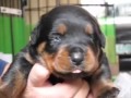 Rottie Pups on 14th Day:    Eyes Opened!