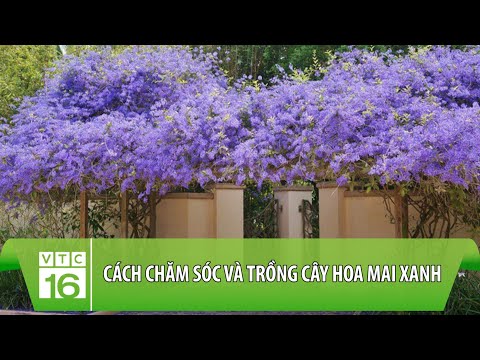 Cách chăm sóc và trồng cây hoa mai xanh | VTC16 2023 Mới