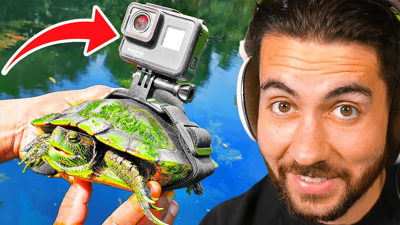 Turtle Gopro I Strapped a GoPro To A Turtle! - YouTube