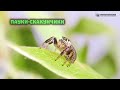 Милые паучьи глазки. Пауки-скакунчики. // Clever Cricket