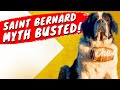 Saint Bernard - 5 Myths BUSTED!