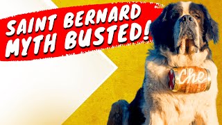 Saint Bernard - 5 Myths BUSTED!