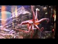 Seattle Aquarium octopus feeding