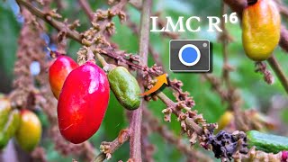 Google camera 8.4 R¹⁶ - by LMC 🌲With Config Settings || Best Gcam For Your 🔥. screenshot 4