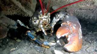 Five Immortal Species You Might Not Know Till Now