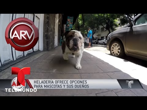 Vídeo: Heladería Apta Para Perros En La Ciudad De Nueva York