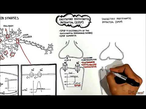 Video: Hvorfor er den postsynaptiske membran vigtig?