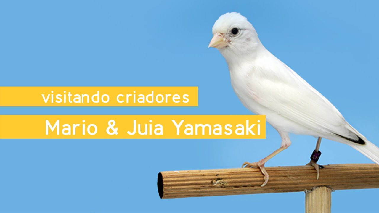 Visitando Criadores - Mario & Julia Yamasaki - Canários de Porte - Lizard