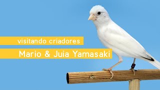 Visitando Criadores  Mario & Julia Yamasaki  Canários de Cor  Lizard