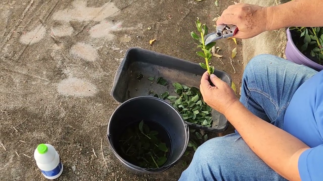 Como fazer mudas de mirtilo - preparo das estacas