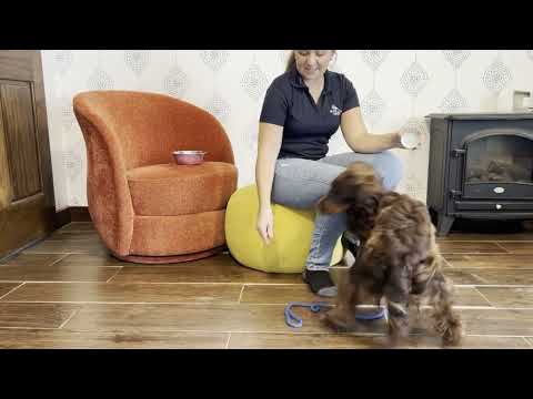 Introduction to Nudge - Diabetic Alert Dog Indication