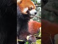 Sunny Day Snuggle with a Red Panda