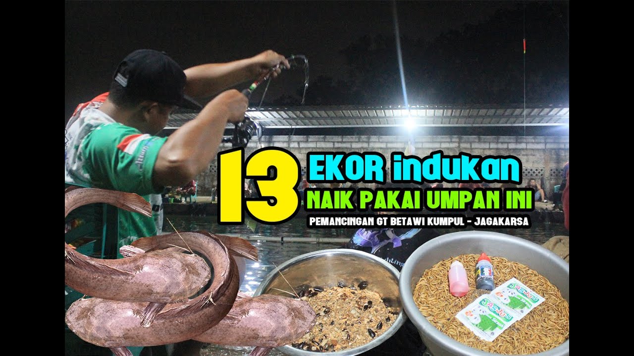 NGERI.. RACIKAN UMPAN INI BIKIN NAIK 13 EKOR INDUKAN BABON