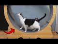 Give Your Cats The Exercise They Need With This Cat Wheel 