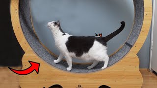 Give Your Cats the Exercise They Need with This Cat Wheel!