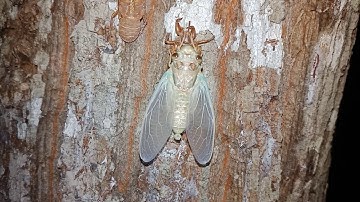 VE SẦU lột xác / quá trình lột xác của ve sầu