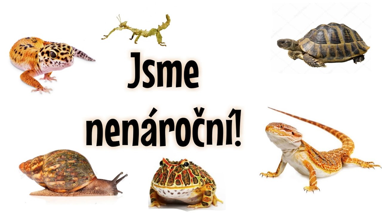 TOP 10 terarijních zvířat pro začátečníky