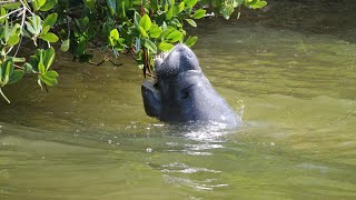 Wildside tours in cocoa beach, fl provides eco-nature through 2-hour
excursions the beautiful thousand islands nature preserve of beach and
th...