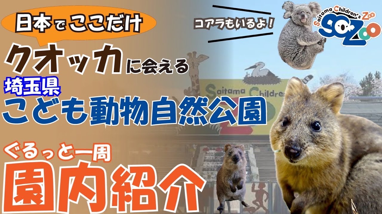 日本でここだけ‼︎世界一幸せな動物クオッカが見れる動物園‼︎【埼玉県