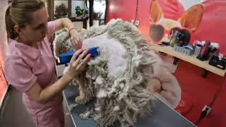 Unbelievable! Watch The Hungarian Puli Get A Shave #rescuedog #abandoned #beforeandafter