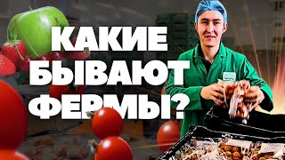 видео: ВИДЫ РАБОТ НА ФЕРМАХ АНГЛИИ 2025 | YUBER картинка: ВИДЫ РАБОТ НА ФЕРМАХ АНГЛИИ 2025 | YUBER