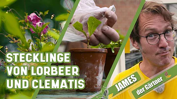 Wie vermehre ich eine Clematis?