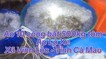 Ao 10 công bắt 500kg tôm càng lúc 3 giờ sáng tại Ấp Lộ Xe - Xã Vĩnh Lộc - Tỉnh Cà Mau