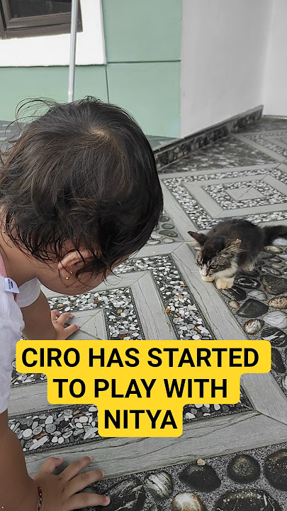 CIRO SUDAH MULAI BERANI BERMAIN SAMA NITYA #cat #catvideos #kucing #kucinglucu