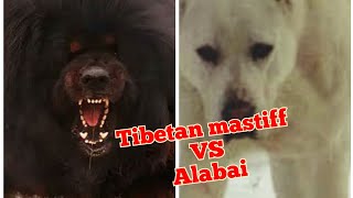 Tibetan mastiff VS Alabai, who will win ?