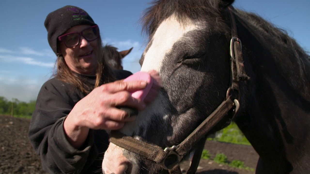 Second Chance Thoroughbreds Overview - YouTube