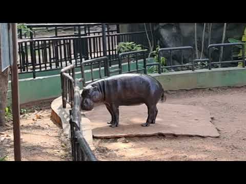 Pygmy hippopotamus