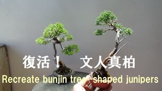 盆栽工房 春嘉 #179 【真柏の剪定】放置した文人真柏の再生 Shinpaku