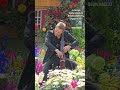 An Enchanted Afternoon - Bare Feet Cellist @FlowerDome