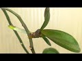 ДЕТКА ОРХИДЕИ на СРЕЗАННОМ ЦВЕТОНОСЕ и МАТЕРИНСКОМ Растении. Как вырастить ДЕТКУ Орхидеи...