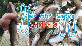 Fishing in madi river tangting village. तियारि जाल थापेर माछा मार्ने तरिका.