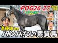 【POG2026-27⑥】新種牡馬がアツい！サリオス産駒を厳選紹介！キズナ産駒の“隠し玉”も！？