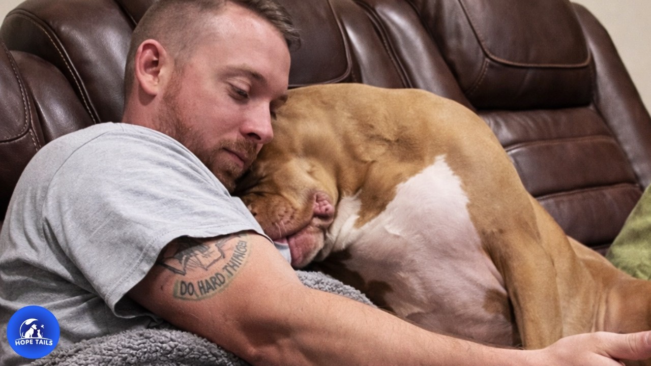 Спасательная собака печально ждет у двери каждый раз, когда папа уходит.