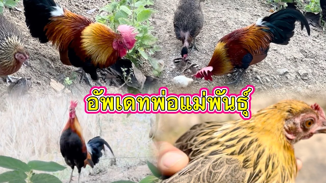 นานแล้วที่หายไป