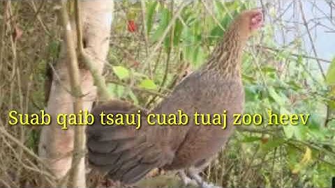 suab qaib tsauj cuab tuaj zoo heev 2021